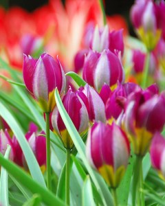 pulch. persian pearl